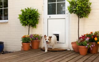 A Complete Guide on Choosing the Correct Dog Door 16 Dog Door
