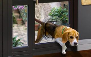 Buying a Dog Door? Expert Advice, Latest Trends and Installation Process 13 Dog Walkd Dog Door Medium 5 e1761196184688