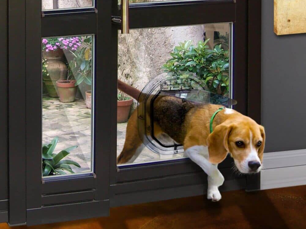 Dog Walkd Dog Door Medium 5 e1761196184688