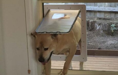 Expert installation for older dogs easier access min