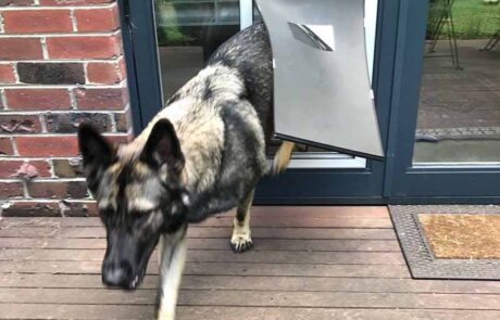 German Sheppard doggie door installation min