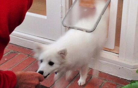 Japanese Spitz using medium door external view min