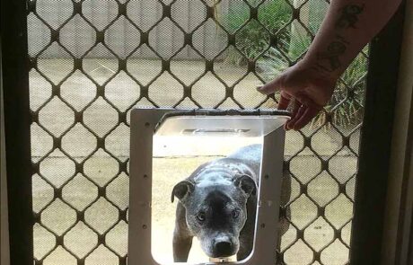 Medium Security Sceen Door For Staffy min