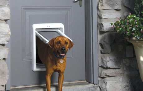 Petsafe Dog Dor min