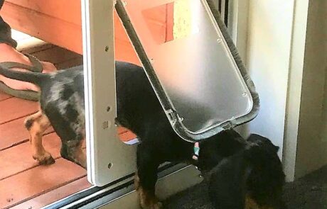 Small door fitted low for short dog and small cat min