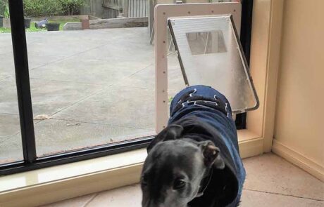Whippets new doggie door min