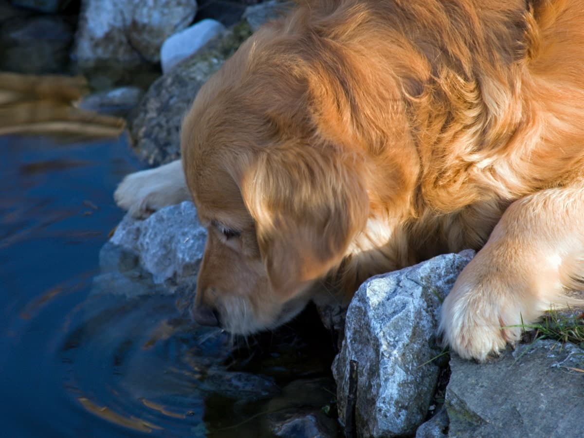 whywelovepetwaterfountains_image02-min whywelovepetwaterfountains image02 min