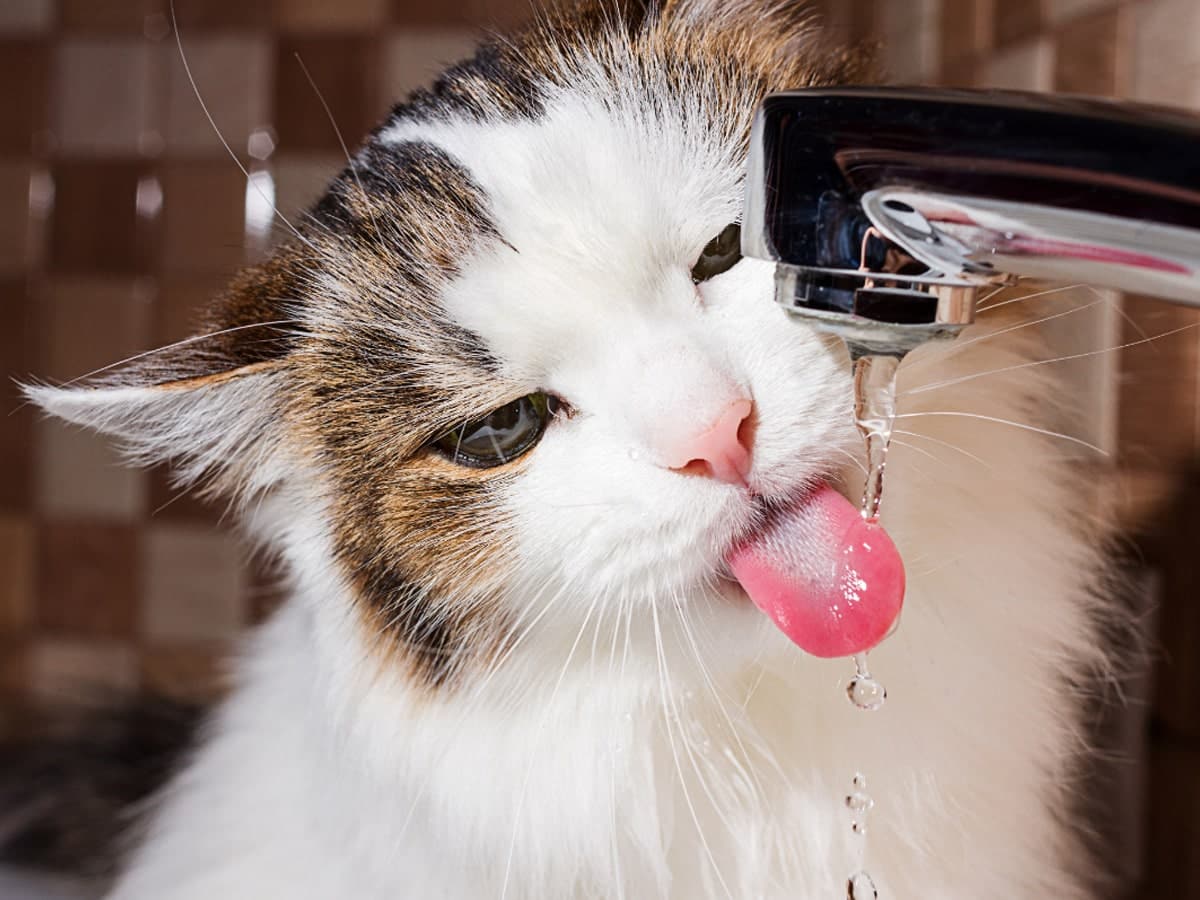 whywelovepetwaterfountains_image03-min whywelovepetwaterfountains image03 min