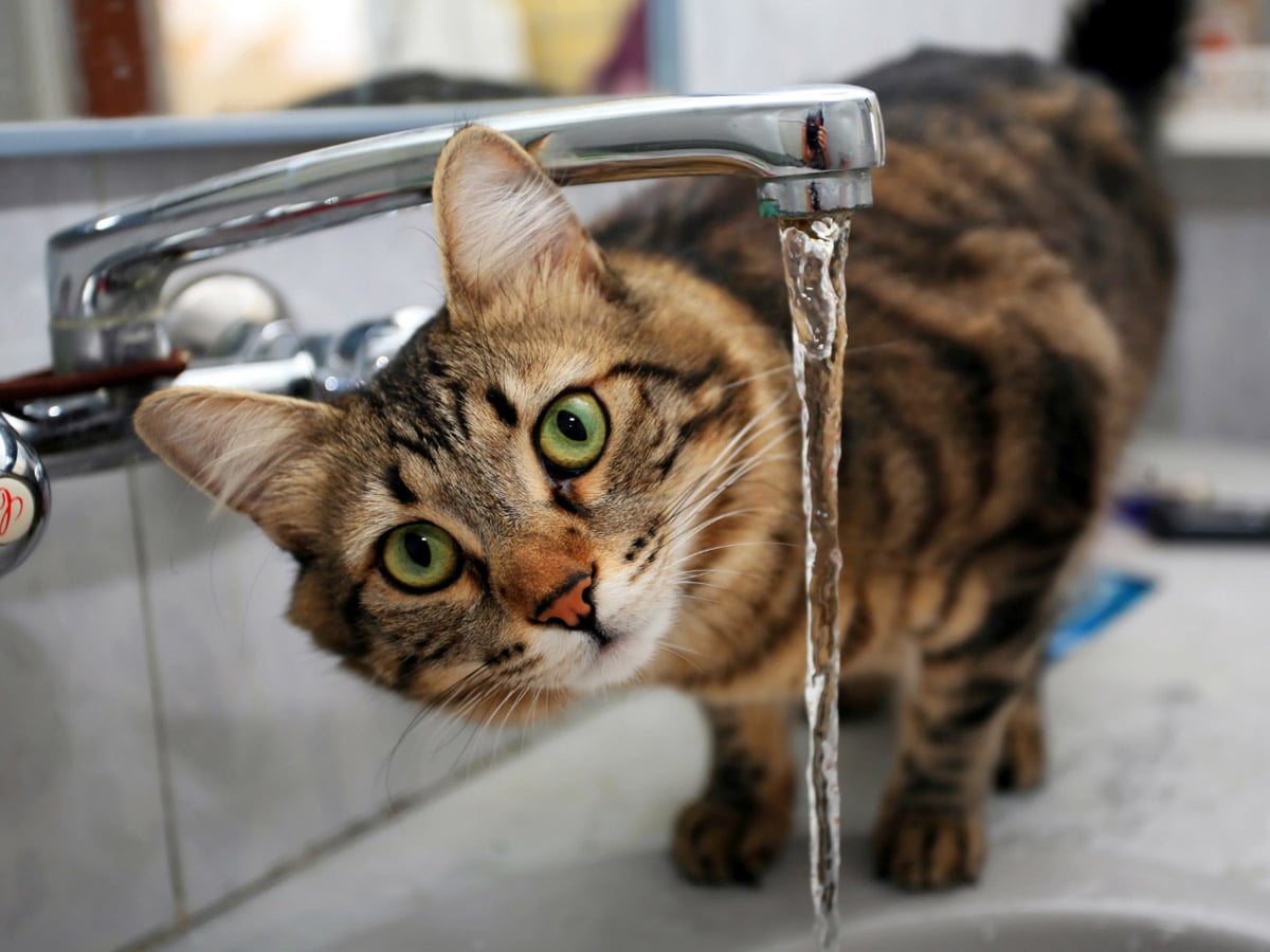 whywelovepetwaterfountains_image04-min whywelovepetwaterfountains image04 min