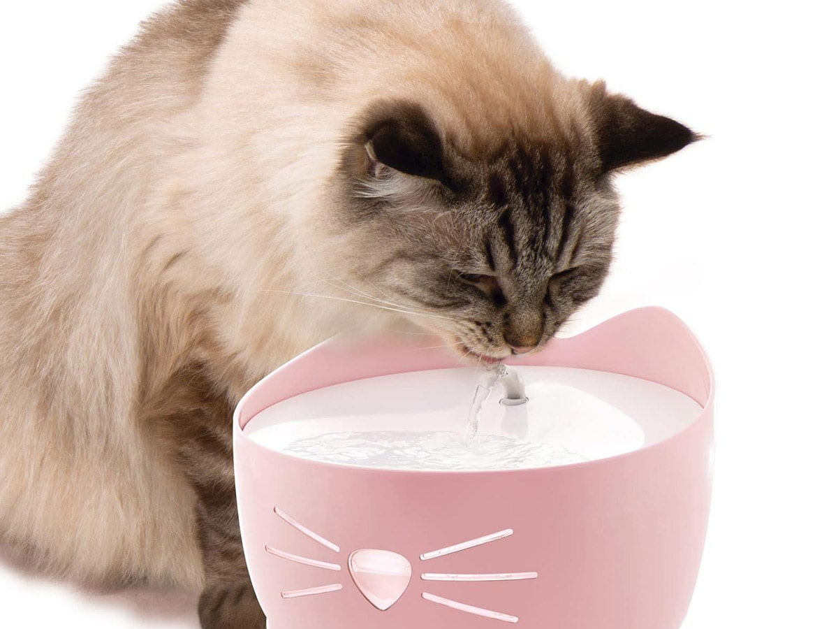 whywelovepetwaterfountains_image05-min whywelovepetwaterfountains image05 min