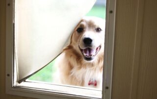 How to train your dog to use a dog door? 20 dog door