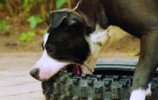 Why do dogs chew everything? 19