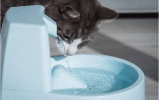 The Truth About Cat Water Fountains: Are They Really Necessary? 16 cat water fountain