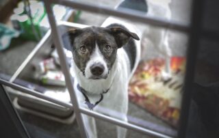 The Hidden Costs of Not Installing a Pet Door in Your Home 14 no pet doors installed