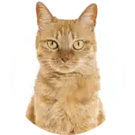 category-cat-alt-min-150×150 category cat alt min 150x150 1