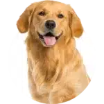 category-large-dog-alt-min-150×150 category large dog alt min 150x150 1