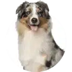 category-medium-dog-alt-min-150×150 category medium dog alt min 150x150 1