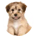 category-small-dog-alt-min-150×150 category small dog alt min 150x150 1