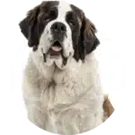category-xl-dog-alt-min-150×150 category xl dog alt min 150x150 1