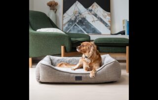 Rest Assured: How to Select the Perfect Dog Bed for Your Dog 17 Dog Beds