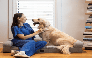 Discover the Best Dog Beds in Australia: From Luxury to Perfect Pet Dog Beds 20 Dog Beds
