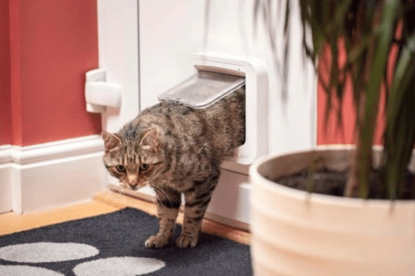 Cat Doors