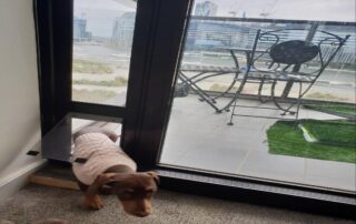 The Ultimate Guide to Finding the Best Dog Door for Your Aussie Home 15