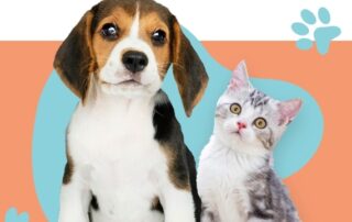 Ultimate Guide to Pet Door Installation in Melbourne: Dog & Cat Door Solutions 15 Dog & Cat Door Solutions