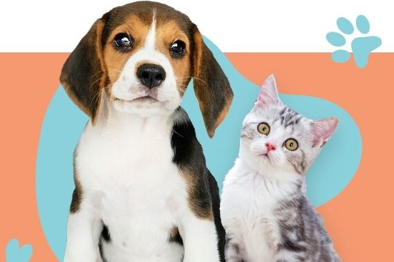 Dog & Cat Door Solutions