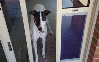 Insert vs In-Glass: What’s the Best Pet Door for a Sliding Glass Door? 14 pet door sliding door