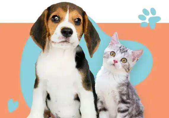 Dog & Cat Door Solutions Dog & Cat Door Solutions