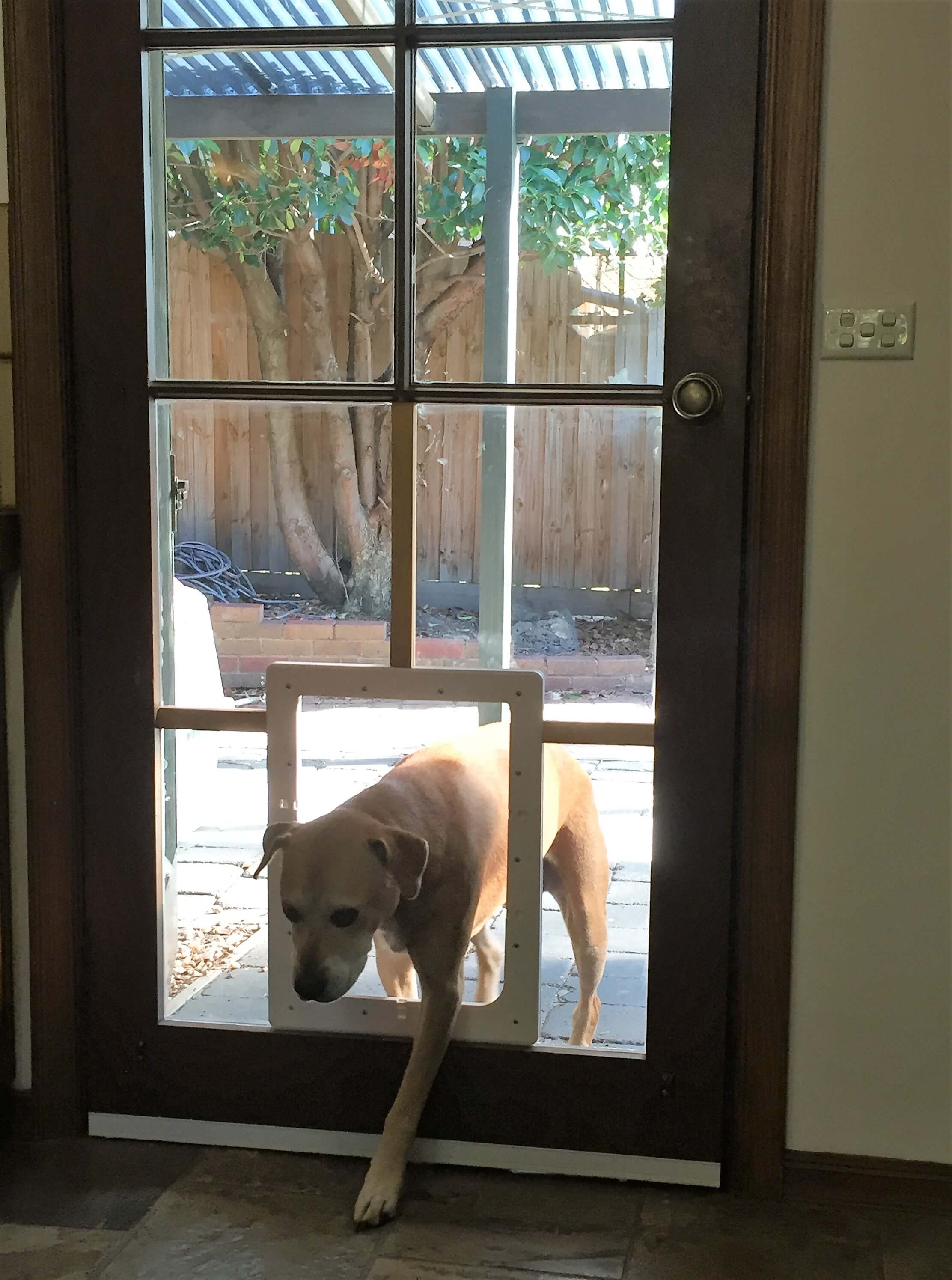 Pet Door Install Glass at Cindy Cortes blog