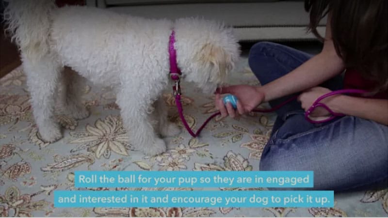 Training Tips 14 ifetch training 01