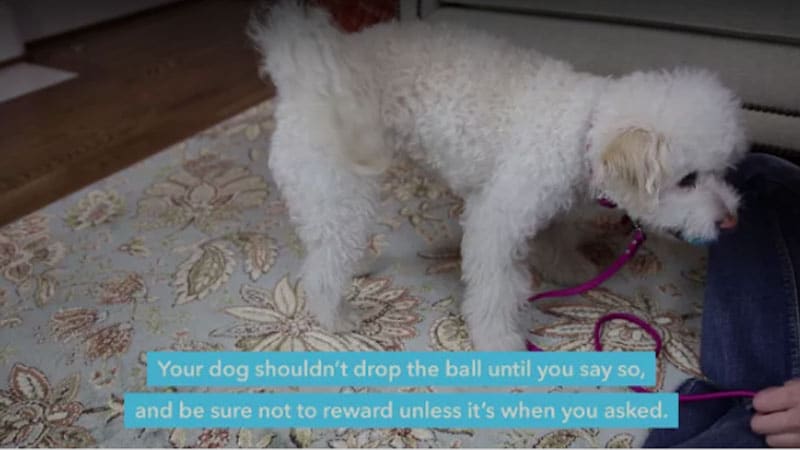 Training Tips 15 ifetch training 02