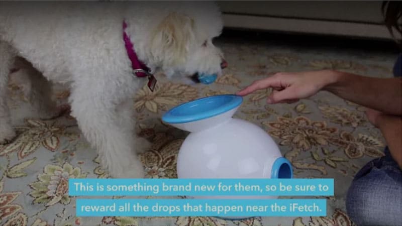 Training Tips 16 ifetch training 03